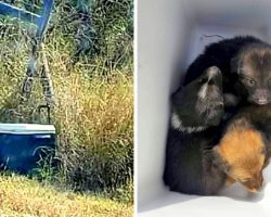 Man Spots A Discarded Cooler In Middle Of Nowhere, Opens It And Finds 3 Puppies