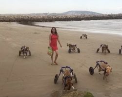 Disabled Dogs Go To The Beach For The First Time