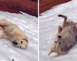 Dog Figures Out How To Slide Down A Snowy Hillside, And There’s No Stopping Him