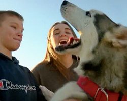 Lost Husky Howls With Happiness When He Sees His Humans After 7 Months Apart