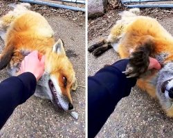 Fox Literally Goes “HEHEHE” Whenever He Get Pets From His Favorite Human
