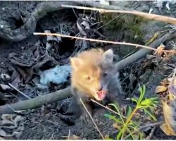 Fox Pup Shrieked For Help, They Assume Mom’s Coming Back But They’re Wrong