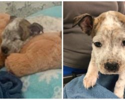 Tiny 5-Week-Old Pup Fights For His Life After Tormentor Throws Him In Dumpster