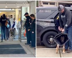 Officers Cheer On K9 As He Takes First Steps Since Surviving 2 Gunshot Wounds