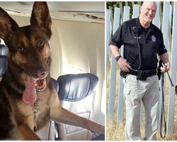 Officer Mourns The Loss Of His Beloved K9 Partner After 10 Years Together