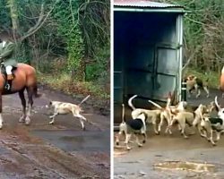 Hunter Illegally Hunts Fox, Then Feeds The Fox’s Carcass To His Pack Of Hounds