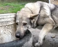 Depressed ‘Backyard Dog’ Sat In The Mud So Lonely On The End Of That Chain