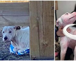 Neglected Dog Curls Up On Towel To Keep Warm After Owner Dumps Him & Drives Off