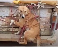 She Was Tied To Back Of Truck & Brought To Field To Get Beaten As ‘Punishment’