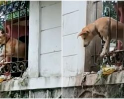 Miserable Dog Bound To Live In Tiny Space Was Willing To Jump To His Own Death