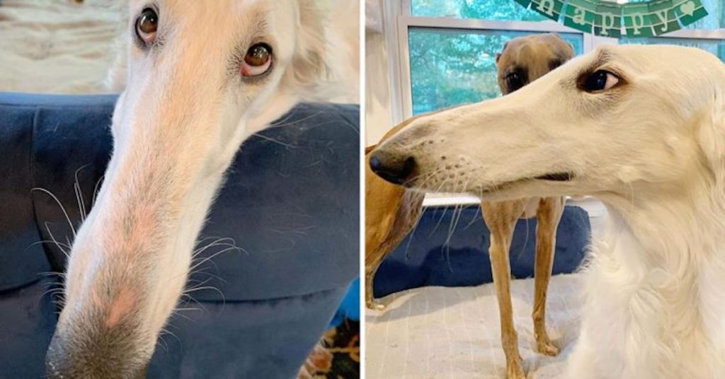 Meet Eris, The Borzoi Sighthound Dog With The World’s Longest Nose