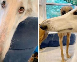 Meet Eris, The Borzoi Sighthound Dog With The World’s Longest Nose