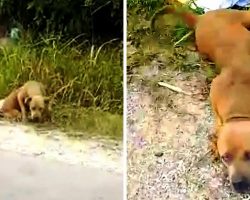 Dog Fighting Ring Dumped Pit Bull In The Trash, But No One Stopped To Help Her