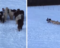 Mini Horses Follow Little Boy Up The Hill To Join Him In Sled Riding