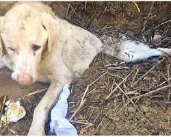 Savage Owner Buried His Old Dog Alive For Being Useless & He Couldn’t Escape