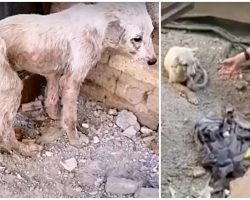 He Laid In The Dirt & Trembled With Fear, Wishing He Could Escape Abusive Owner