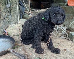 Poodle Lived Life On Short Chain, Wondering If His Family Would Ever Cut Him Loose