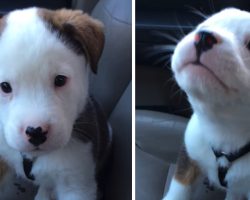 Cute Puppy’s First Bout With Hiccups Has Him Beside Himself With Frustration