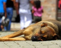 Psycho Animal Abuser Gets Caught Red-Handed Beating A Stray Dog Like A Savage