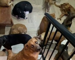 Man Opens His Home To 300 Homeless Dogs Who Were Stuck Outside During Hurricane