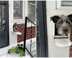 Friendly Pup Pokes Head Through Mailbox Each Day To Greet Everyone Who Walks By