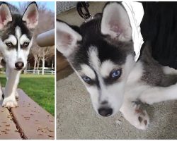 Woman Answers Knock At Her Door, Man Kicks Her To Ground & Steals Her Husky