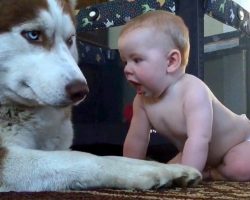 Dog’s Patience Runs Out When Baby Gets Too Close & Dog “Has A Go” At Baby’s Face