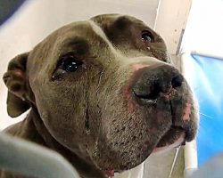 Tears Flow From His Eyes As He Can’t Understand Why Family Left Him In Shelter