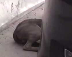 Scared Stray Pittie Didn’t Know Where To Turn, Hid From His Fears Under A Car
