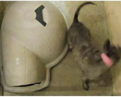 Blind Dog Spent 6 Yrs Spinning In Circles In Cement Room, Made Little Girl Cry