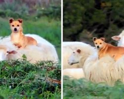 “Lazy” Herding Dog Hitches A Ride On A Sheep’s Back, Shows Us How To Work Smart