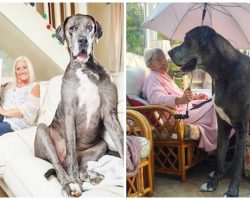 World’s Tallest Male Dog Crosses Over To Rainbow Bridge & Fans Are Mourning