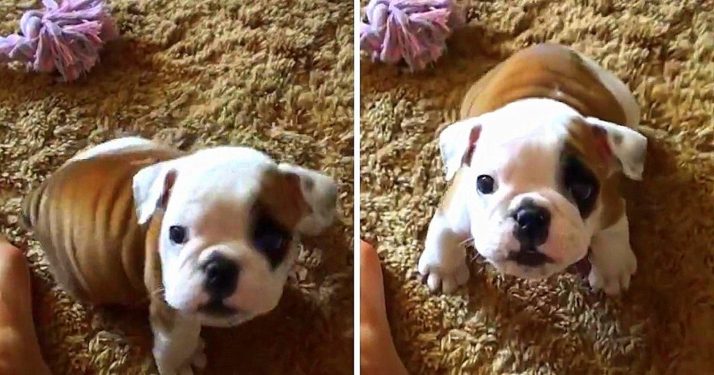 Feisty Bulldog Puppy Throws A Snarky Tantrum When Dad Won’t Snuggle