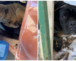 Six Dogs Found Freezing In Sub-Below Zero Temperatures With No Shelter