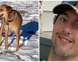 Missing Hiker’s Dog Found 8 Days After Disappearing, Owner Still Not Located