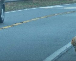 Matted Dog Ceaselessly Glares At Cars For 2 Years Hoping Her Owner Returns