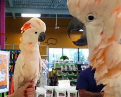Feisty Cockatoos Met Each Other In Pet Store, Promptly Began Mocking Each Other