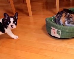 Puppy Fails Spectacularly In His Attempts At Reclaiming His Bed From The Cat