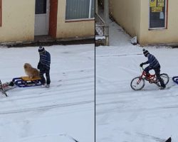 Little Boy Carefully Readies His Dog For A Sled Ride On The Empty Streets