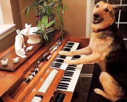 Dog Was Surrendered To A Shelter, Now She Plays The Piano Like A Seasoned Pro