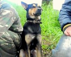 Exhausted Military Dog Sways Back And Forth As He Tries His Best To Stay Awake