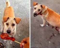Street Dog Took His Chicken Piece And Started Walking Away, So He Followed Her