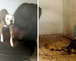 Dogs Were Locked Away In A Feces Filled Home, Forced To Watch Their Sibling Die