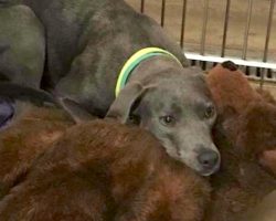 Dog Dumped Along With Her Teddy Bear Gets A New Dad Who’d Never Abandon Her