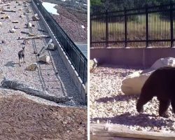 Video Reveals All The Animals This Utah Highway Overpass Has Saved