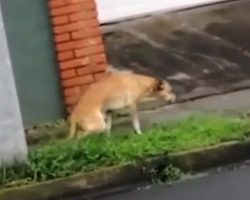Stray Seen Dragging Himself Down The Road Trying To Leave The Pain Behind