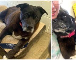 14-Year-Old Shelter Dog Gets Adopted After Spending 11 Years Praying For A Family