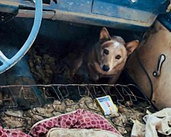 Dog Spent 5 Years Living In Dilapidated Car Before Owner Finally Got Her Help