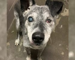 19-Year-Old Dog Who Was Surrendered To The Shelter Finds His Forever Home