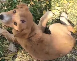 Stray Puppy Who Couldn’t Stand Looks Back To See Hope In Human Form